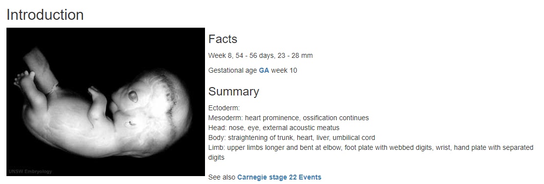 Image: Fetal Heart Carnegie Stage 22 at 8 weeks gestation (Image: https://embryology.med.unsw.edu.au/)