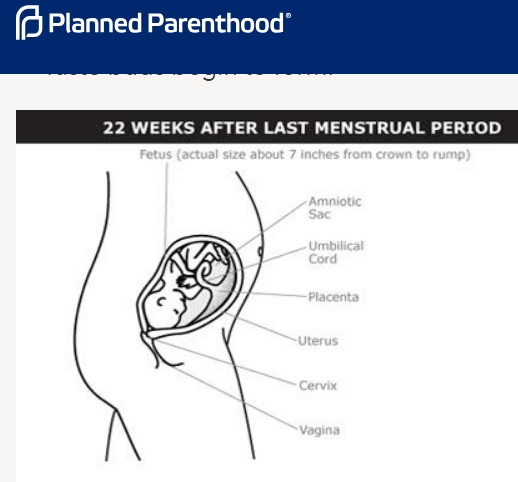 Image: Planned Parenthood fetal development at 22 weeks (Image PPFA website accessed 04162019)