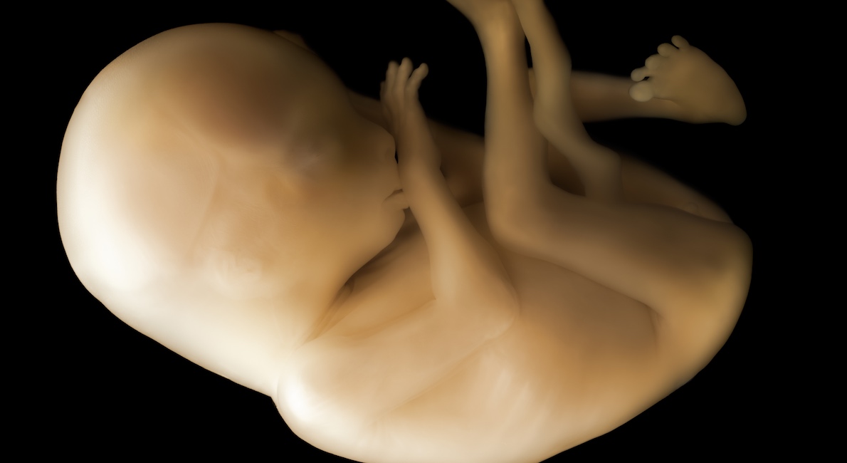 aborted babies