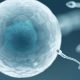 fertilization, sperm bank, sperm donors, sperm donations, sperm