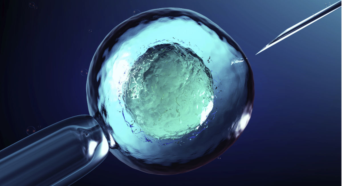 cell, embryos, egg donor