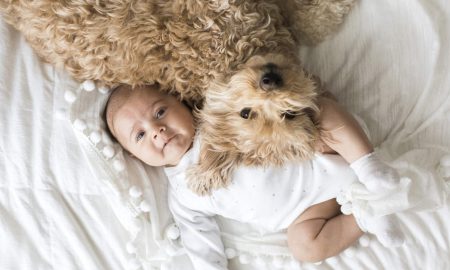 animals