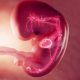 embryonic heart circulatory system drawing
