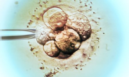 embryo