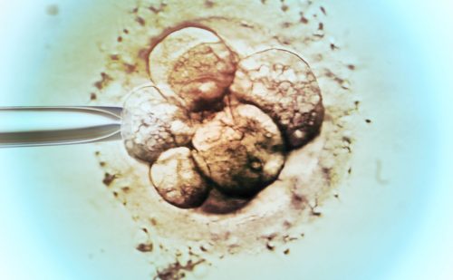 Scientists capture footage of human embryo implantation… but at what cost?